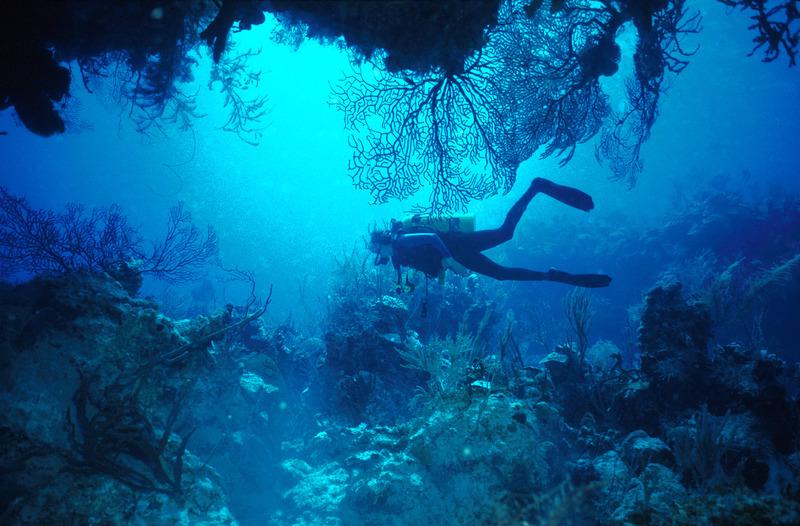 Picture of researcher scuba diving in the ocean